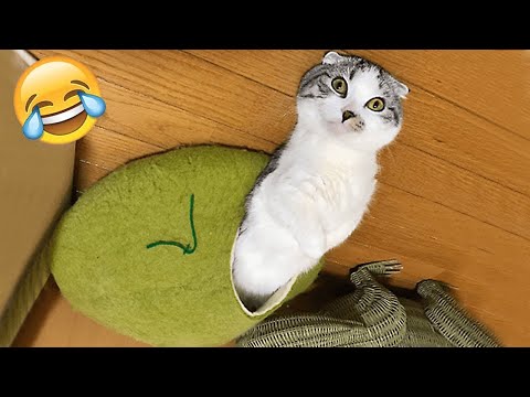 Funny Animal Videos 2022 😂 – Best Dogs And Cats Videos 😺😍 #11