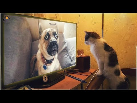 Rebellious Animals 😬😬 || Funny Dog and Cat Reaction Video #9