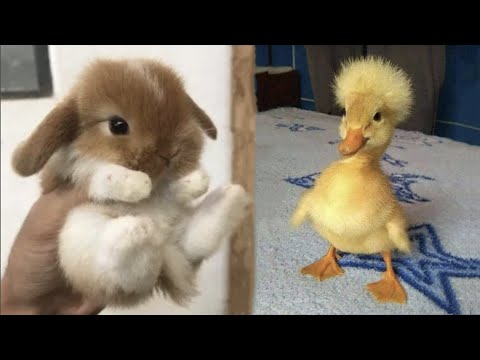 AWW SO CUTE! Cutest baby animals Videos Compilation Cute moment of the Animals – Cutest Animals #14