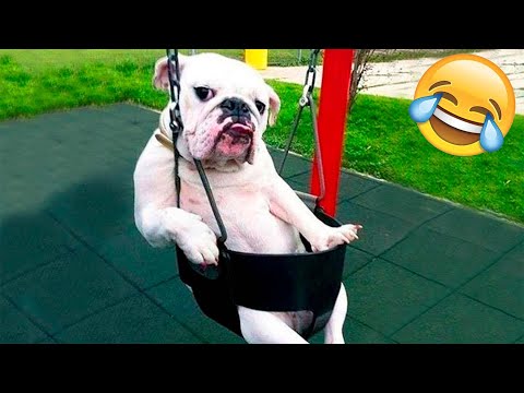 Funny Animal Videos 2022 😂 – Funniest Cats And Dogs Videos 😺😍 #15