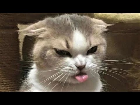 Funny animals – Funny cats / dogs – Funny animal videos 215
