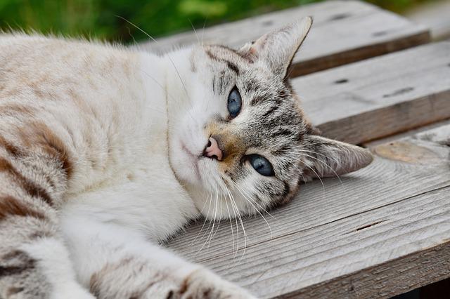 Confused By Your Cat? Try These Top Tips And Advice!