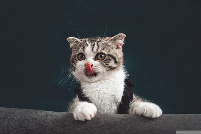 Don’t Feel Lost When Caring For Your Cat. Follow These Tips!