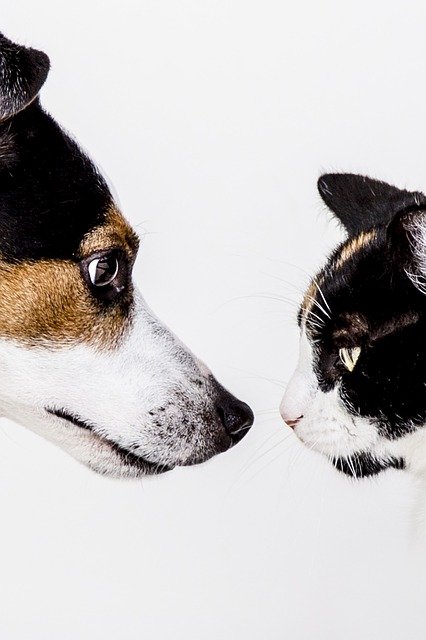 Easy Tips For A Successful Puppy Training Technique