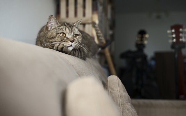 Helping You Figure Out Cats With These Easy Tips