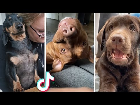 Ultimate Cutest Puppies and Funniest Dogs Compilation 🥰🐶