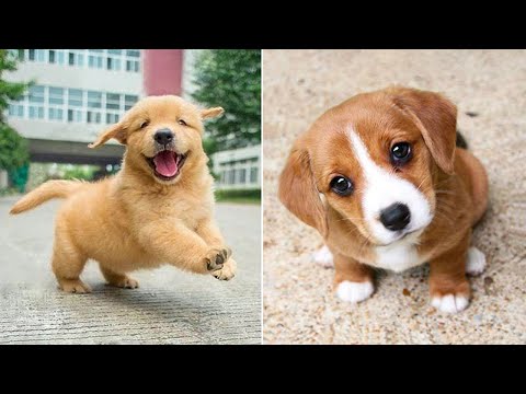 Baby Dogs 🔴 Cute and Funny Dog Videos Compilation #26 | 30 Minutes of Funny Puppy Videos 2022