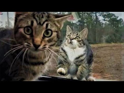 Funny animals – Funny cats / dogs – Funny animal videos 210