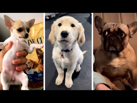 Hilarious Dog Compilation to Get You Through Life