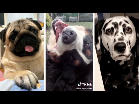 Hilarious Compilation of Goofy Dogs and Adorable Puppies 🐕🥰