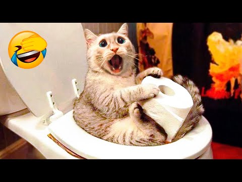 Best Funny Animal Videos 2022 😺😁 – Funniest And Cute Dogs And Cats Videos 😇🐹