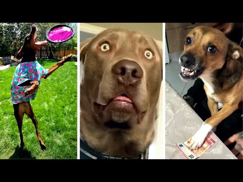 Best Compilation of Funny & Cute DOG Videos! 🐶 🐶