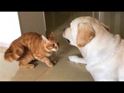 Funny animals – Funny cats / dogs – Funny animal videos 214