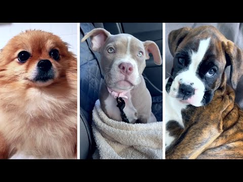 The Funniest Dog Videos On YouTube! ❤️