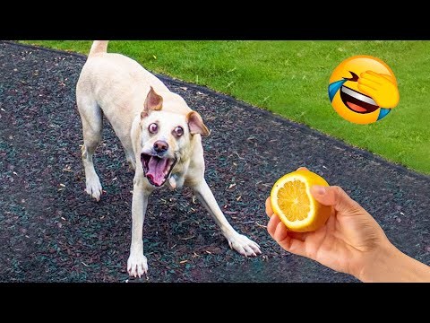 Best Funny Animal Videos 2022 and 2021 😺😁 – Funniest And Cute Dogs And Cats Videos 🥰🐴
