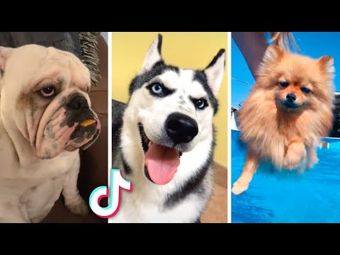 Best Compilation of Cute & Funny DOG Videos!