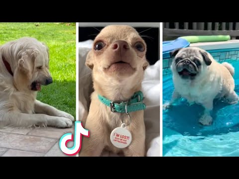 Most Viral DOGS on the internet! 🐶 Ultimate Funny Dogs Compilation! 🐶