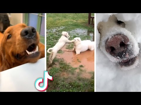 Most Viral DOGS on the internet! 🐶 Ultimate Funny Dogs Compilation! 🐶