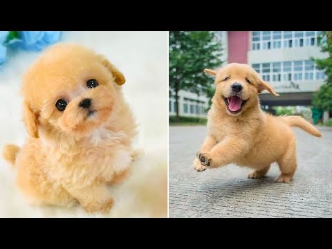 Baby Dogs 🔴 Cute and Funny Dog Videos Compilation #25 | 30 Minutes of Funny Puppy Videos 2022