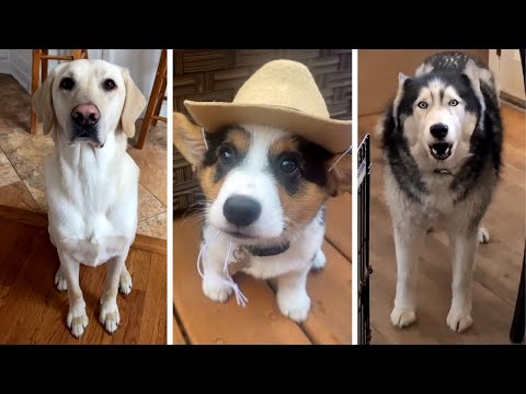Ultimate Funny Dogs Videos! 🐶 Most Viral DOGS on the internet! 🐶