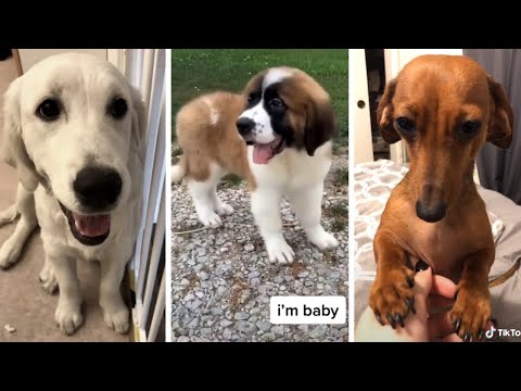 Dogs being goofy or simply adorable 🐕 Compilation of funny dog videos!