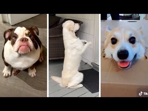 Ultimate Cute & Funny Dogs Compilation! 🐶 Most Viral DOGS on the internet!