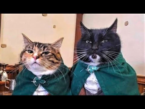 Funny animals – Funny cats / dogs – Funny animal videos 206