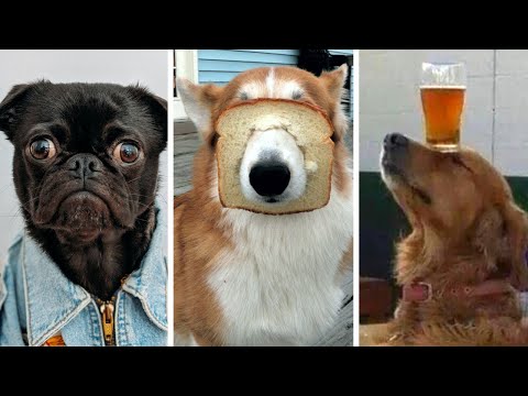 The Funniest Dog Videos on the Internet! 🤣