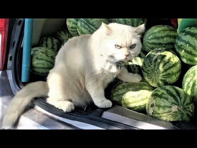 Funny animals – Funny cats / dogs – Funny animal videos 211