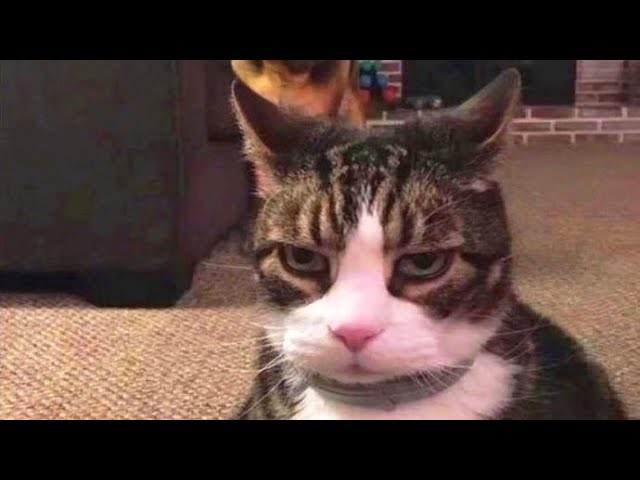 Funny animals – Funny cats / dogs – Funny animal videos 212