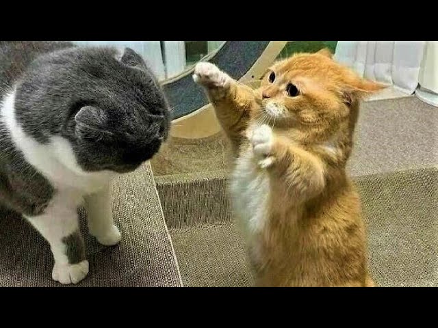 Funny animals – Funny cats / dogs – Funny animal videos 213