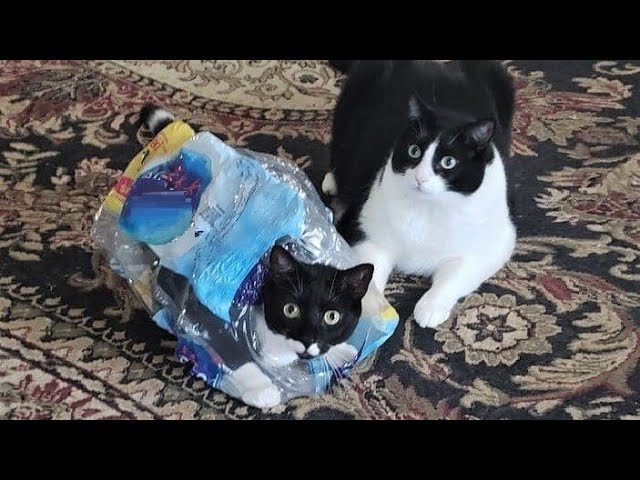 Funny animals – Funny cats / dogs – Funny animal videos 208