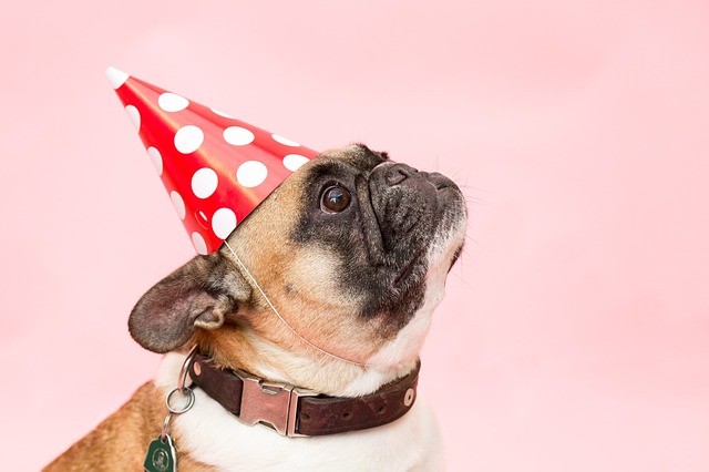 Simple Steps To Do To Train Your Dog