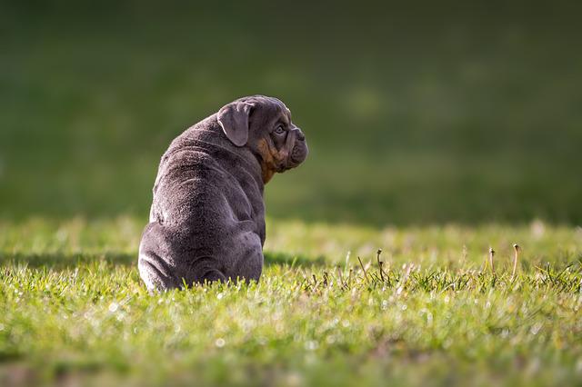 Tips And Tricks To Boost Your Puppy Training Program