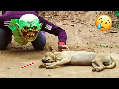 Rebellious Animals 😬😬 || Funny Dog and Cat Reaction Video #38