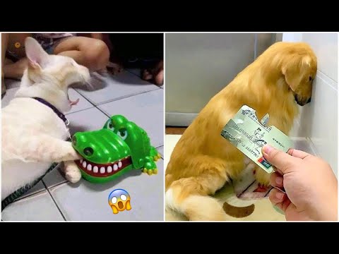 AWW SO FUNNY😂😂 Super Dogs And Cats Reaction Videos 2021 || The End
