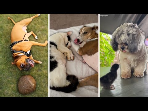 Why Everyone Loves Dogs ~ Funny and Adorable Puppy Videos 🐕