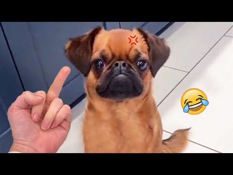 Don't Laugh At This Angry Dog – Funny Dog Reactions