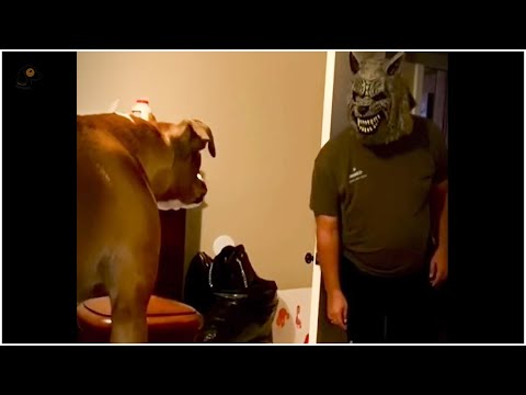 Rebellious Animals 😬😬 || Funny Dog and Cat Reaction Video #37