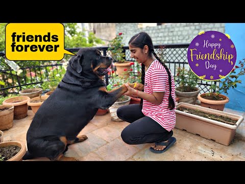 Cutest rottweiler ever | dog love his owner | funny dog videos | the rott