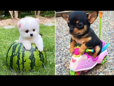 Baby Dogs 🔴 Cute and Funny Dog Videos Compilation #33 | 30 Minutes of Funny Puppy Videos 2022