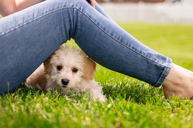 Dog Training Made Easy Using These Tips!