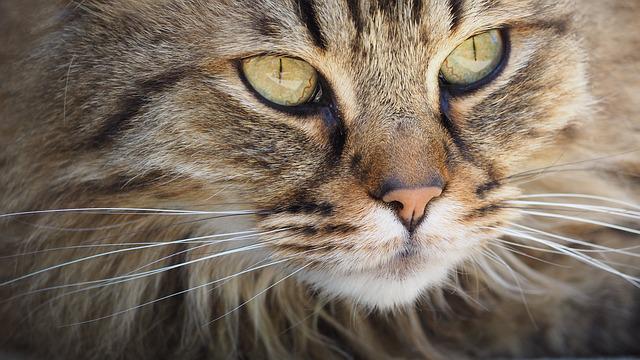 Good Tips To Use When You Need Information About Cats