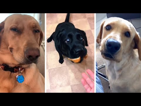 Best Compilation of Funny & Cute DOG Videos! 🐶