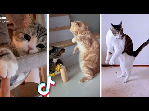 Funny ANIMAL Videos!! 😹 (Ultimate Compilation of Funny Pets) 😻
