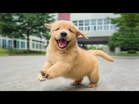 Funniest & Cutest Golden Retriever Puppies – 30 Minutes of Funny Puppy Videos 2022 #13
