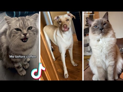 Funniest ANIMAL Videos!! 😹 (Ultimate Compilation of Funny PETS) 😻