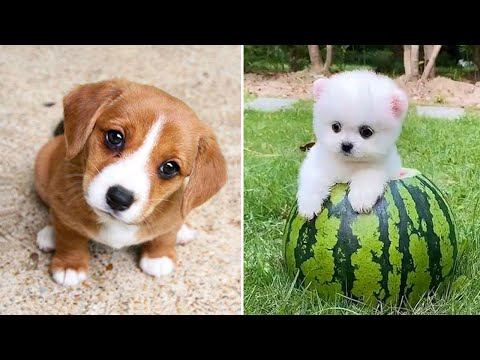 Baby Dogs 🔴 Cute and Funny Dog Videos Compilation #32 | 30 Minutes of Funny Puppy Videos 2022