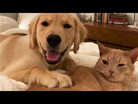 Funny animals – Funny cats / dogs – Funny animal videos 223