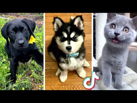 Funny ANIMAL Videos!! 😹 ( Funny PETS Compilation) 😻
